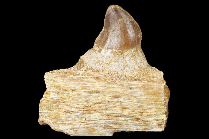 Fossil Mosasaur (Prognathodon) Jaw Section with Tooth - Morocco #174337